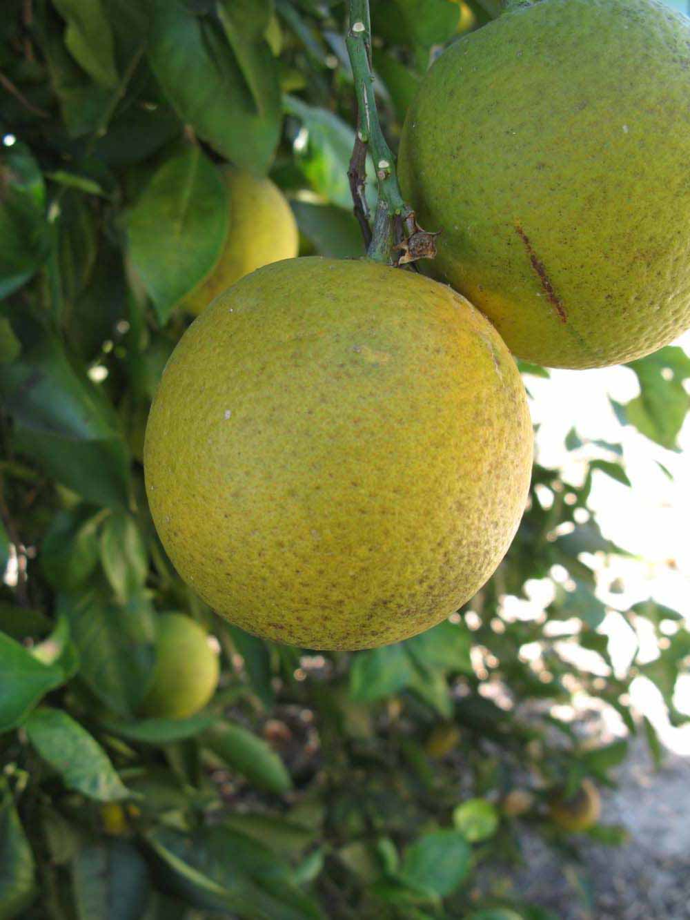            Fruit (Winter Haven, FL)   